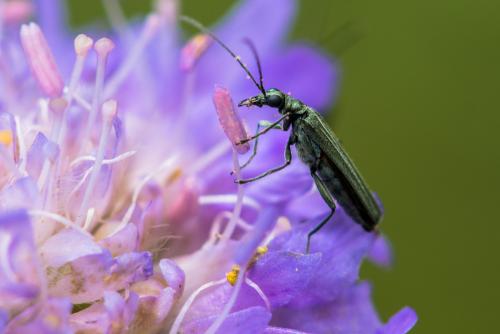 Oedemera nobilis
